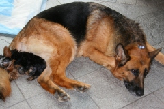 german-shepherd-with-small-dog