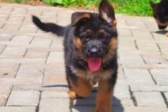 VideoCapture_20220612-132331-e1655056405594