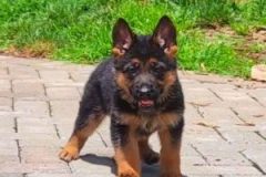 VideoCapture_20220612-132308-e1655056361451