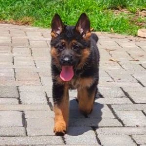 Milla - born 4-30-22