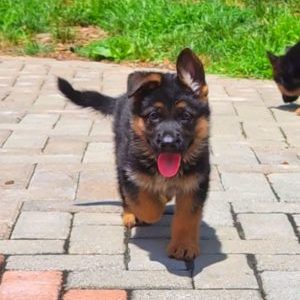 Maximus - Born 4-30-22